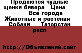 Продаются чудные щенки бивера › Цена ­ 25 000 - Все города Животные и растения » Собаки   . Татарстан респ.